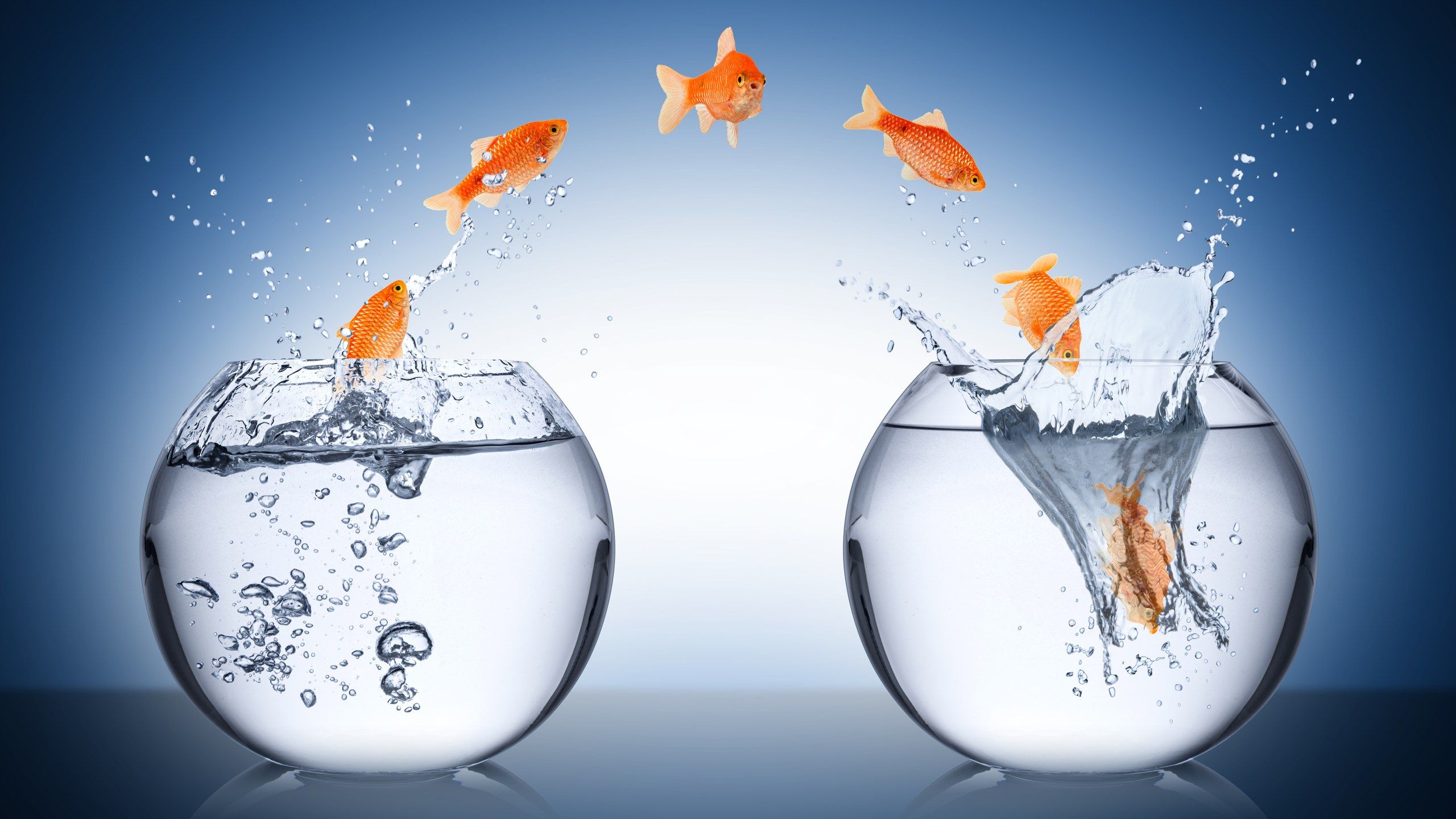 Goldfish leaping between two glass bowls, water splashing.